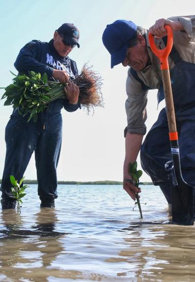 Transforma SEDUMA costas de Tamaulipas; avanza reforestación de mangle