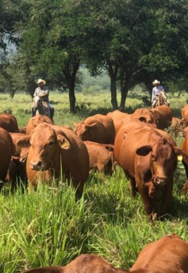 Con protocolos efectivos, Tamaulipas sigue libre de plagas pecuarias