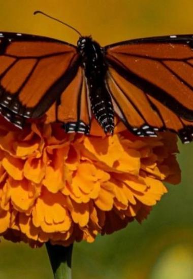 Impulsa Tamaulipas polinización en ruta de la mariposa monarca