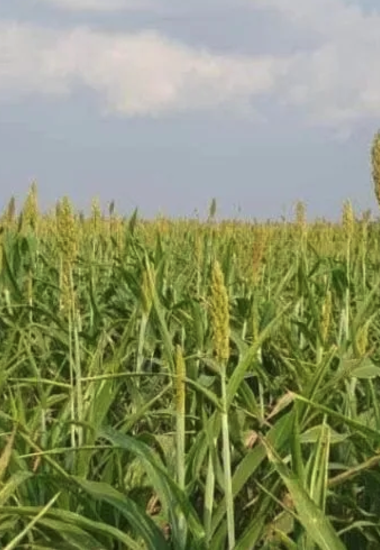 Fortalece Secretaría de Desarrollo Rural el proyecto de sorgo blanco