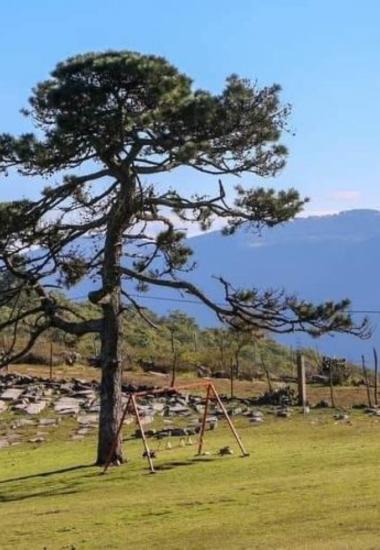 Es Pino Solo en Ciudad Victoria, un tesoro natural de Tamaulipas