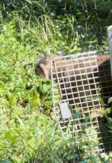 Devuelve Comisión de Parques fauna silvestre a la naturaleza