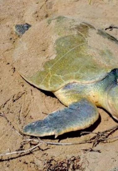 Intensifica Tamaulipas monitoreo y resguardo de nidos de tortuga lora