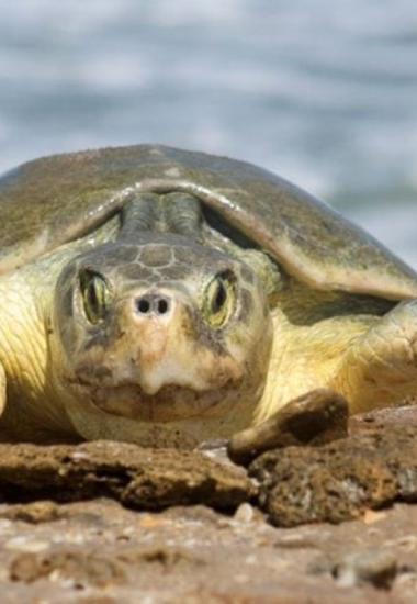 Continúa temporada de anidación de tortuga lora; se resguardan más de 28 mil huevos
