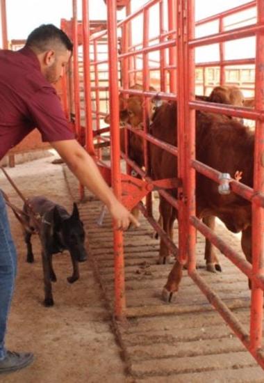 Avanza Tamaulipas en control del gusano barrenador con apoyo de binomios caninos