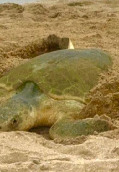 Registra Tamaulipas más de 207 mil huevos de tortuga lora en temporada 2026