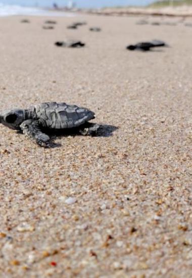 Inician en Tamaulipas primeras liberaciones de tortuga lora de la temporada 2026